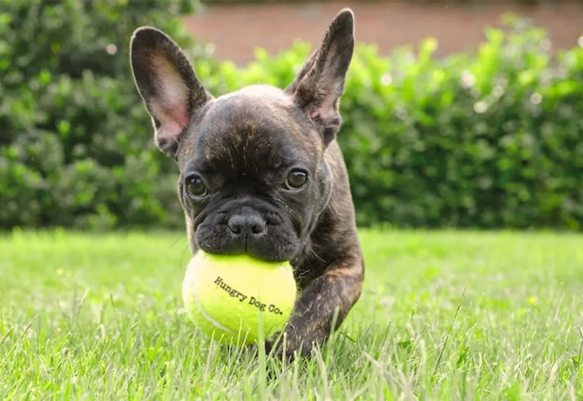 12 Pack of Premium Dog Tennis Balls 2.5" - Pet Safe Dog Toys for Exercise and Training. Bouncy and Durable for Hours of Fun - Reusable Mesh Bag for Carrying and Storage - Yellow