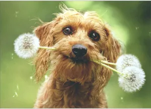 Avanti - Dog with Fluffy Dandelion Card