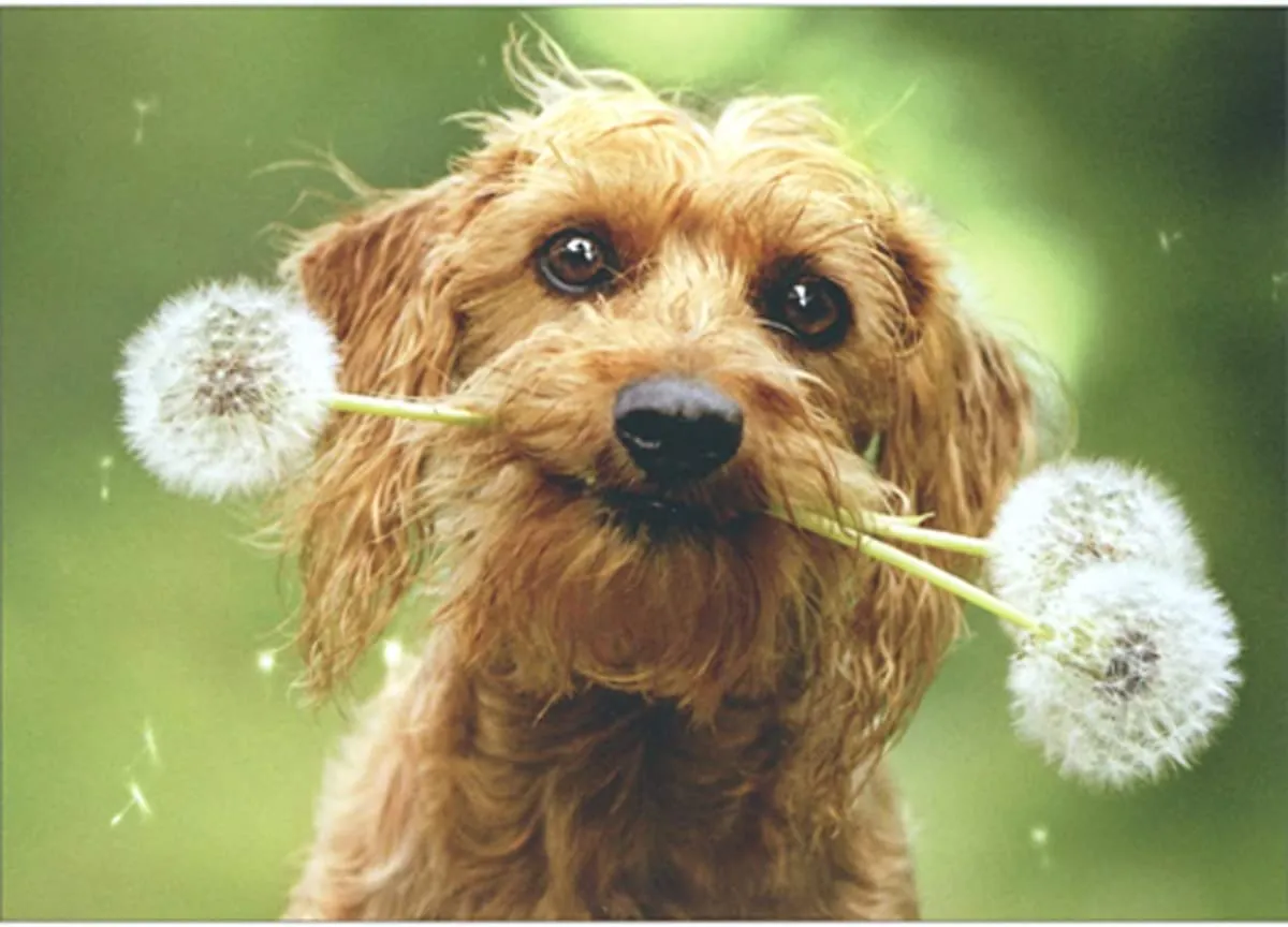 Avanti - Dog with Fluffy Dandelion Card