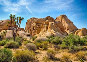 BELECO 7x5ft Fabric Desert Backdrop Joshua Tree National Park Photography Backdrop Odd Trees Rocky Mountains Natural Scenery Holiday Background Hiking Camping Pictures Home Decor Photo Studio Props