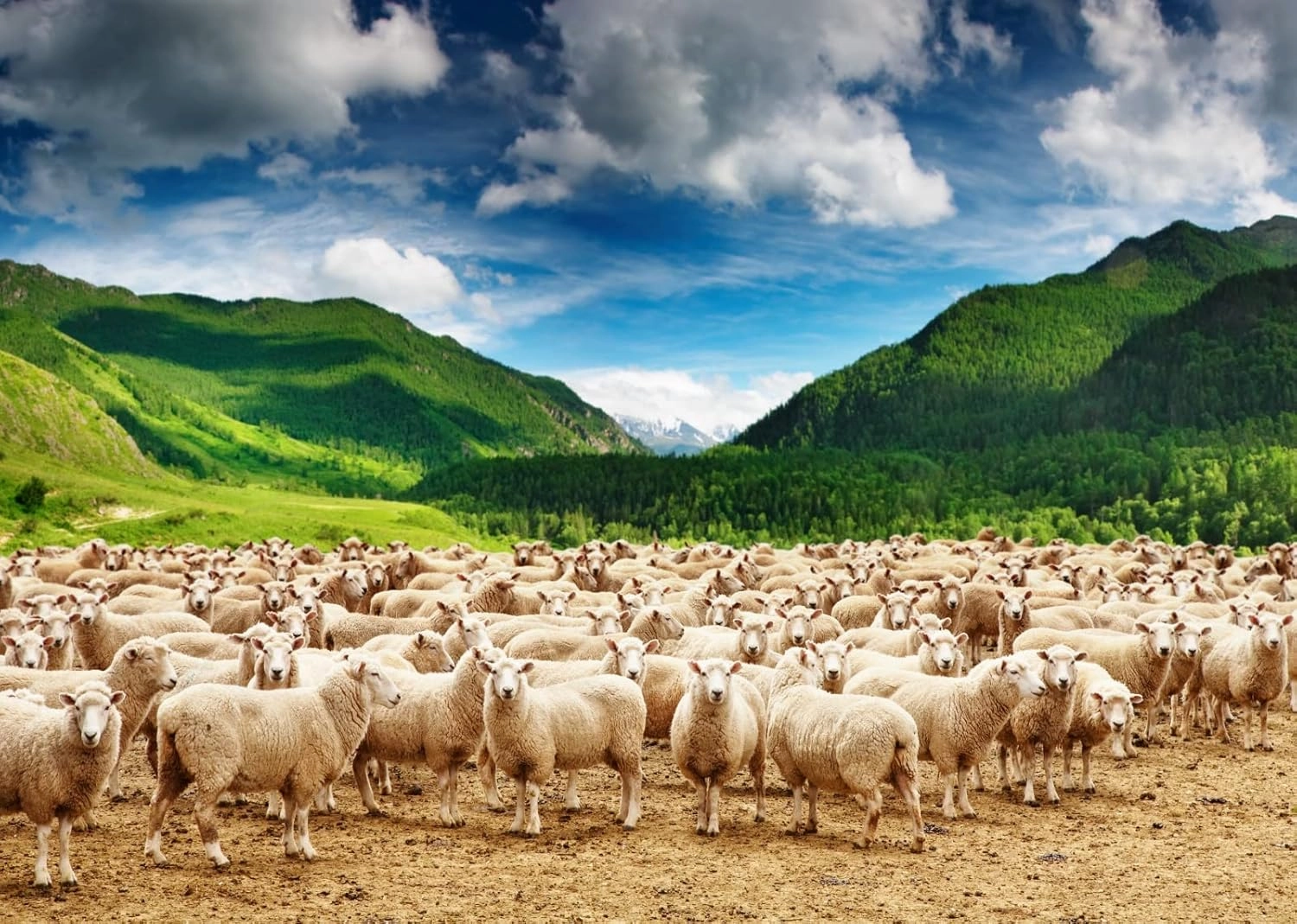 BELECO 8x6ft Fabric Rural Pasture Herd of Sheep Backdrop for Photography Green Mountains Alps Highland Sheep Lamb Spring Summer Grazing Background Shepherds Photoshoot Studio Booth Props Wallpaper