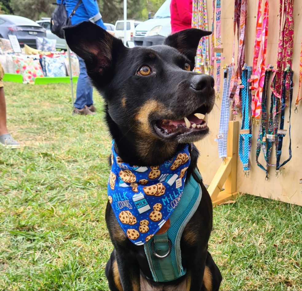 Milk and Cookies - Pet Collar Bandana