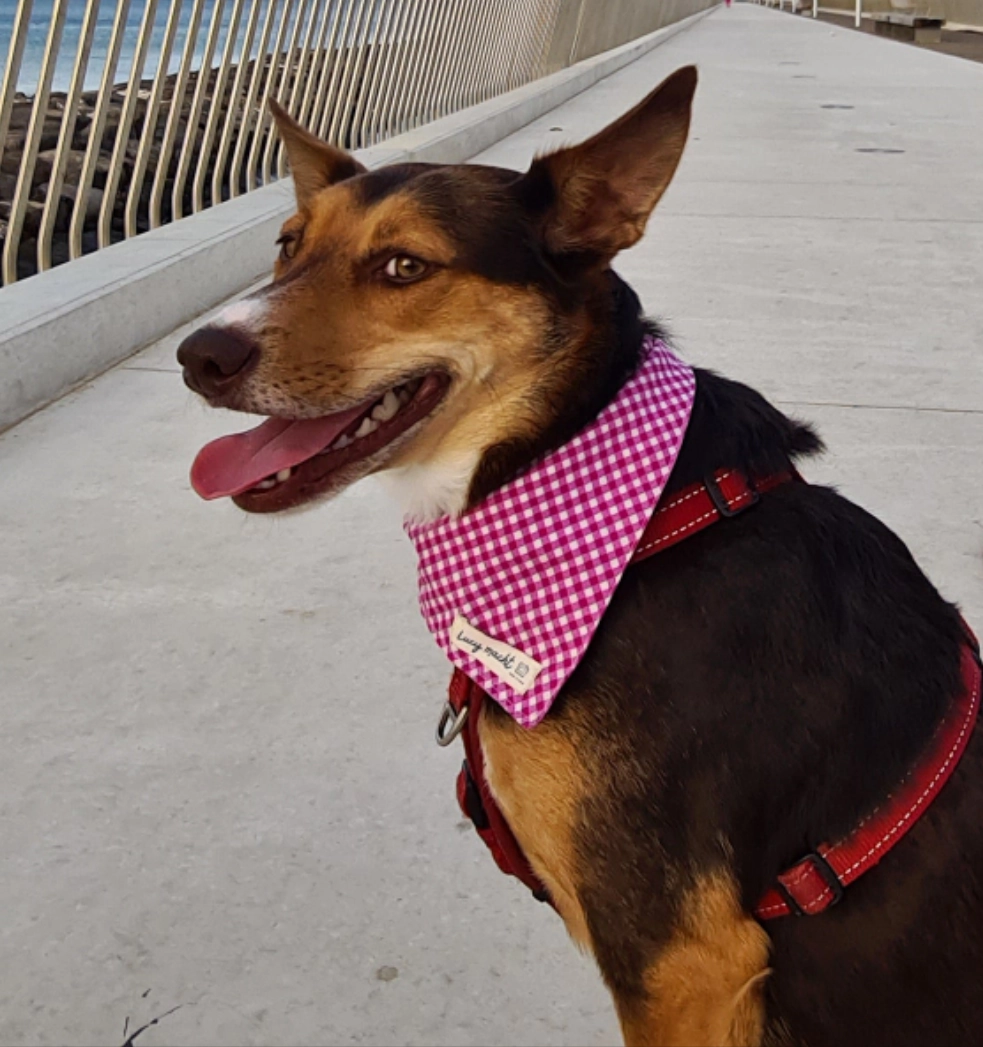 Mulberry Mini Gingham - Pet Tie Bandana