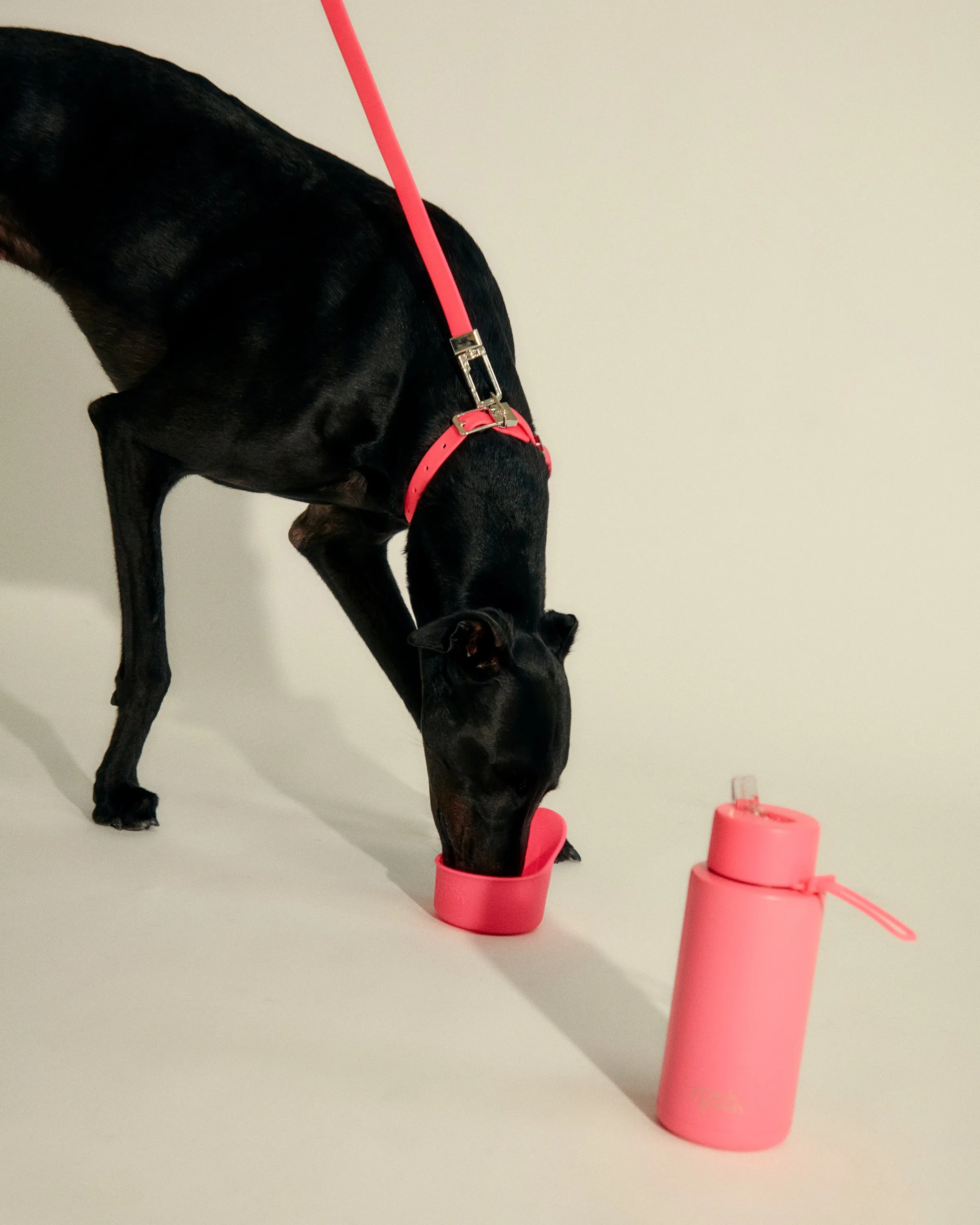 Pawfect Pair Bundle