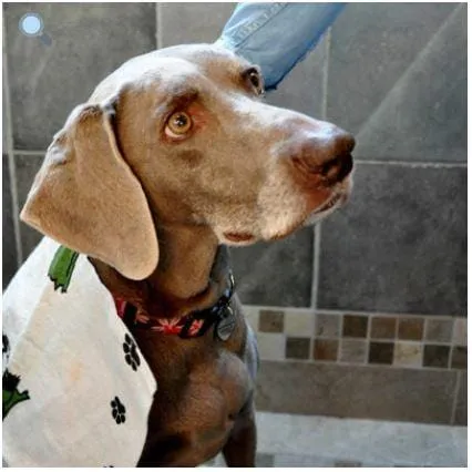 Reusable Pet Towel