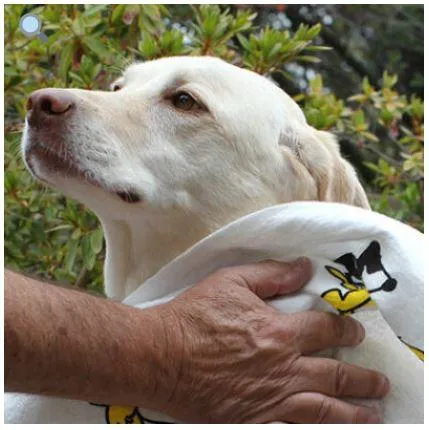 Reusable Pet Towel