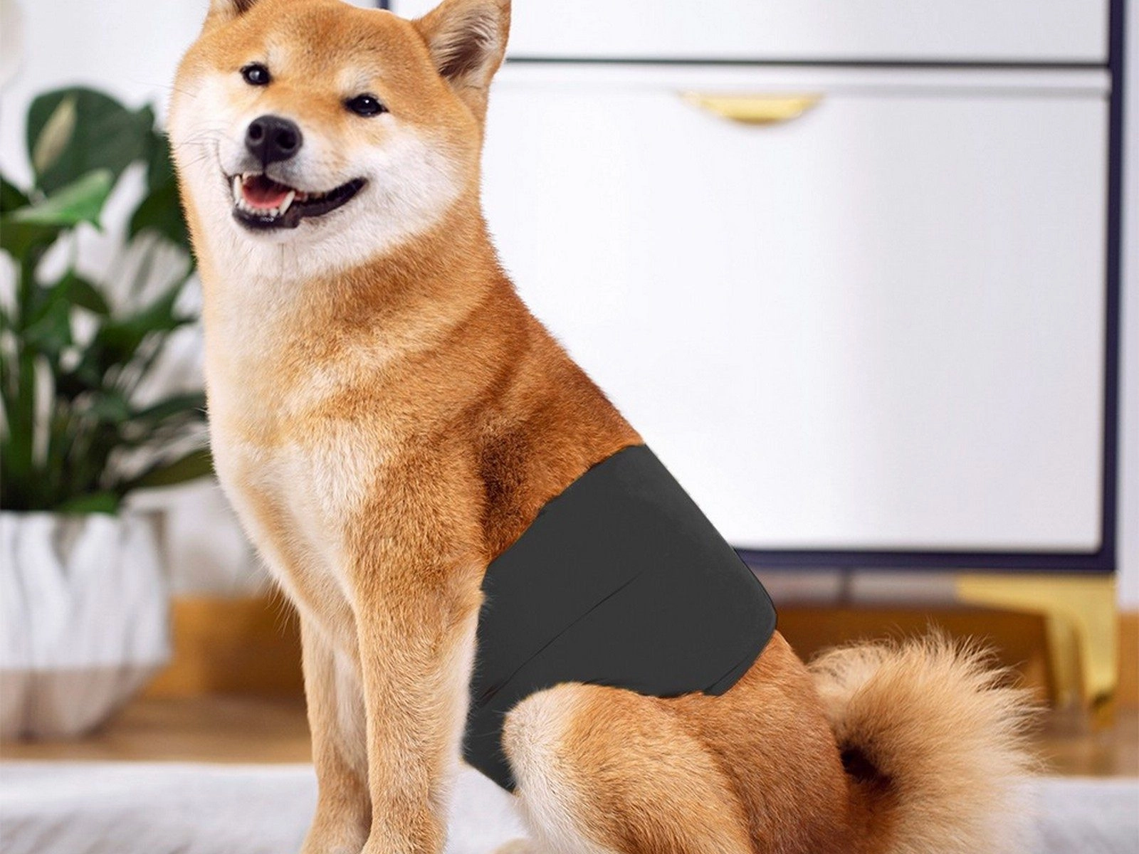 Reusable Male Dog Diapers