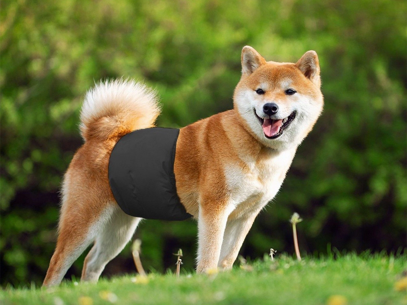 Reusable Male Dog Diapers